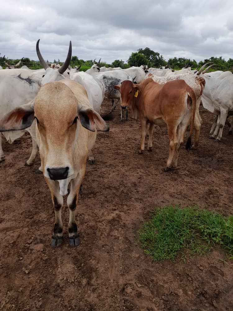 Livestock Operations